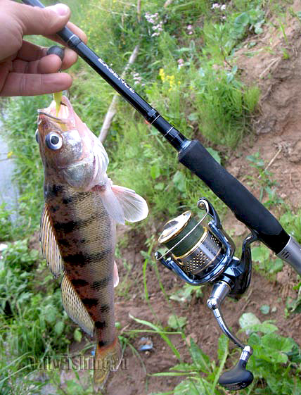 shimano 10 stella in action