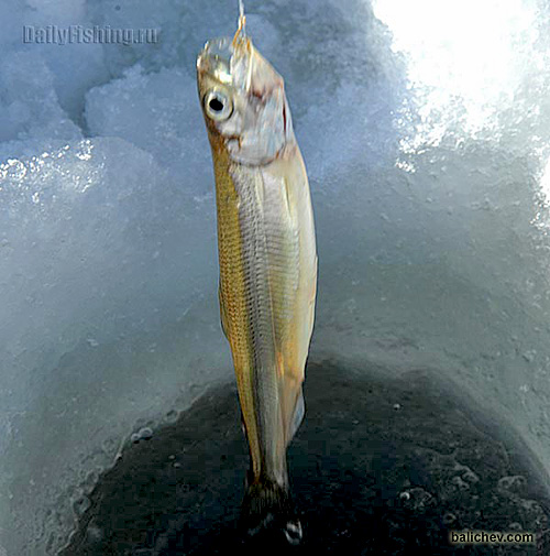 корюшка владивосток зимняя рыбалка