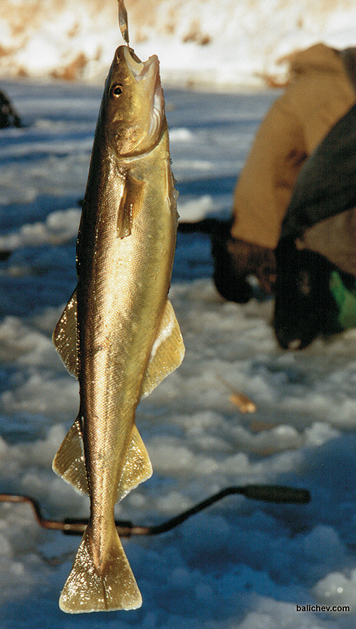 Навага | Рыба приморья | Рыбалка во Владивостоке
