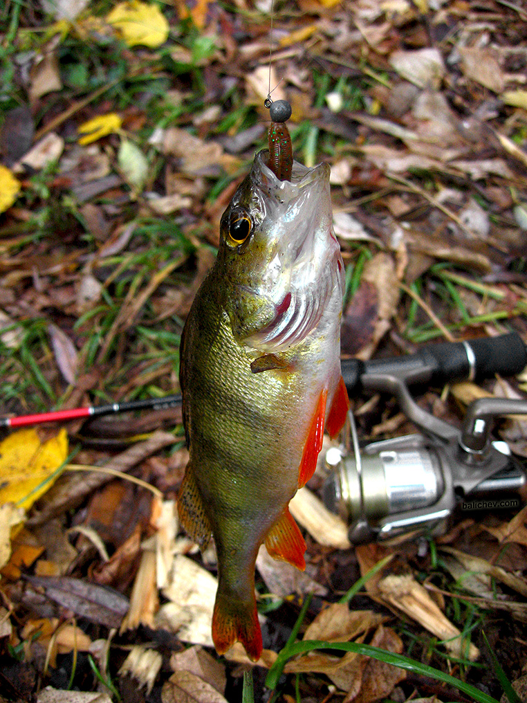 В работе (2025) daiwa silver creek sia in action