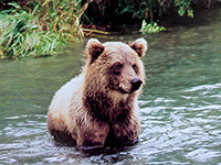 медведь в реке