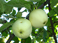 яблоки на ветке