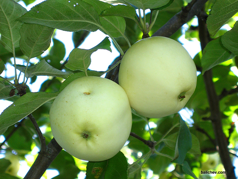 яблоки на ветке