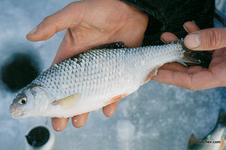 Рыбалка в Калининградской области — лучшие места, где можно ловить рыбу
