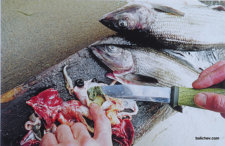 разделка хариуса