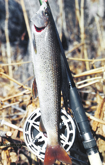 ловля хариуса