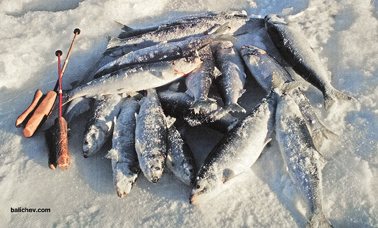 Перламутр на льду ловля сельди на камчатке со льда