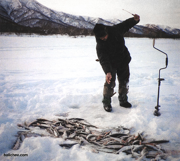 Улов ловля сельди на камчатке зимой о льда