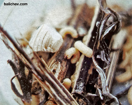 Хранение личинок ловля на личинку жука-короеда