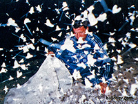 ловля рыбы на поденку