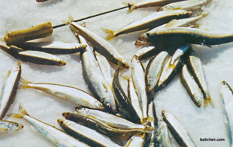 корюшка со льда калыгирь