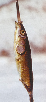 колючка на блесну