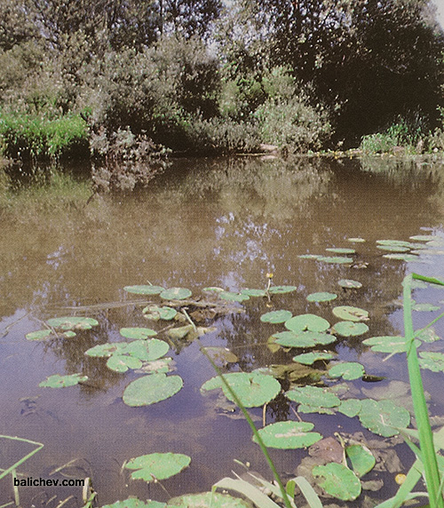 ловля в заросших местах