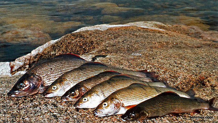 ловля хариуса