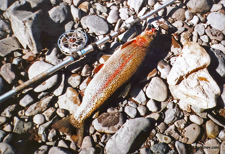 ловля микижи на камчатке