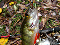 окунь осенью микроджиг