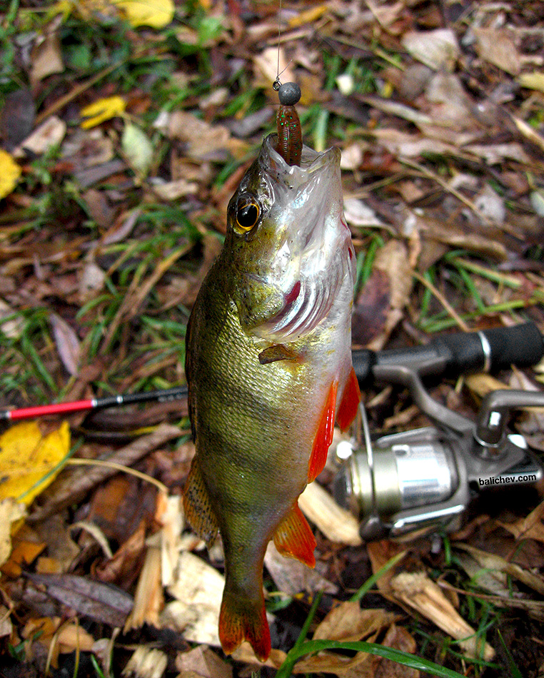микроджиг окунь осень