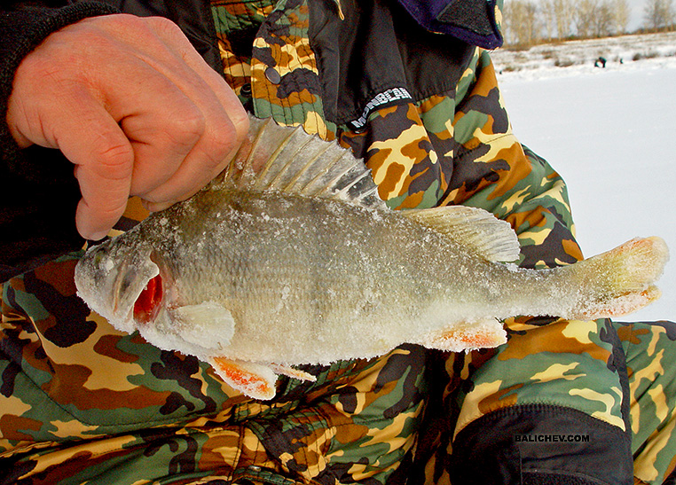 ловля окуня на мормушку зимой