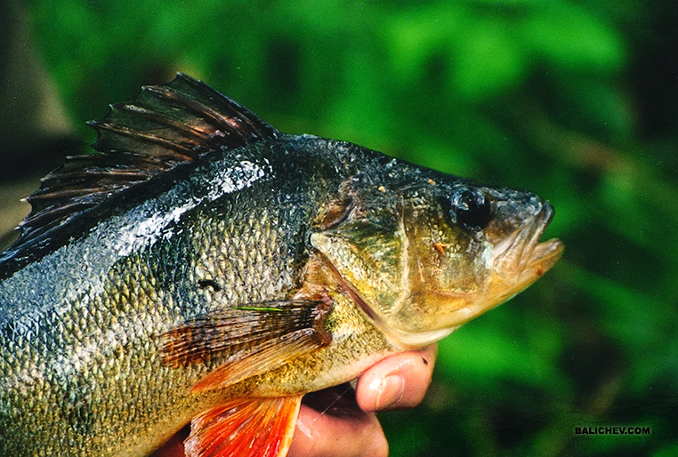ловля окуня на бороду