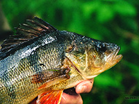 ловля окуня на бороду