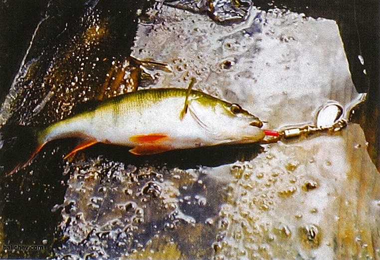 ловля окуня на вращающуюся блесну