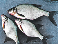 ловля на безнасадочную мормышку