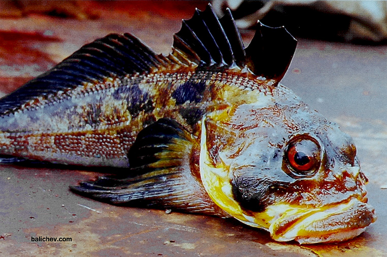 морская ловля на камчатке