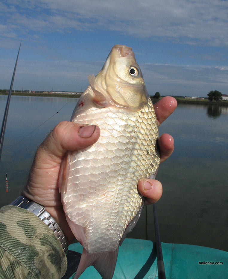 ловля карася с лодки