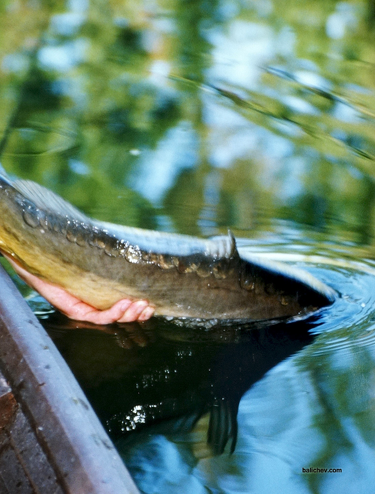 отпускание карпа
