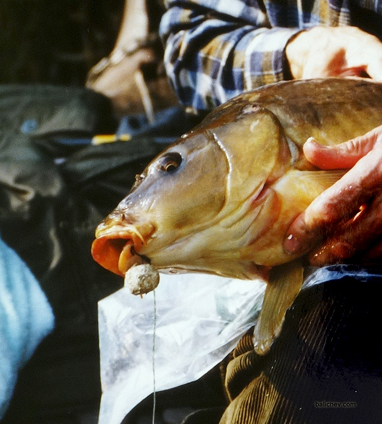 карп волосяная оснастка