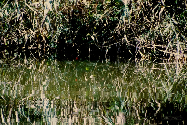 ловя карпа в зарослях