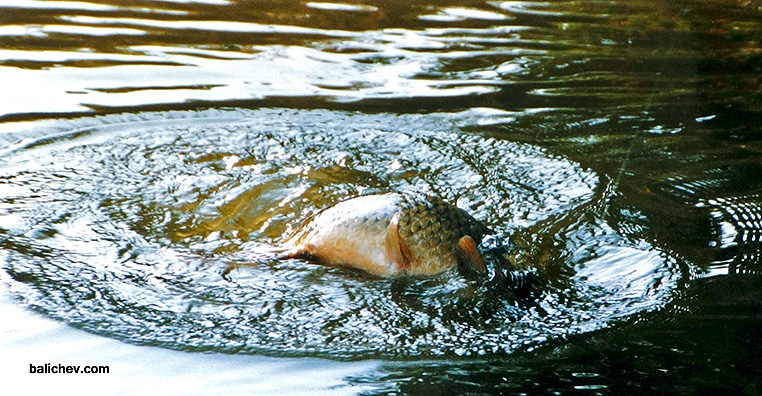 вываживание карпа
