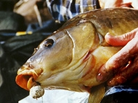 ловля карпа