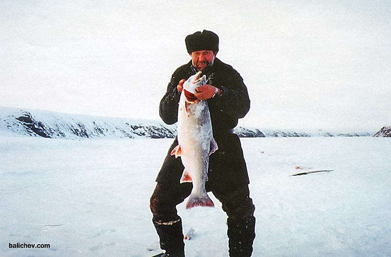 ловля гольца на таймыре