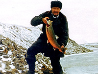 голец на таймыре