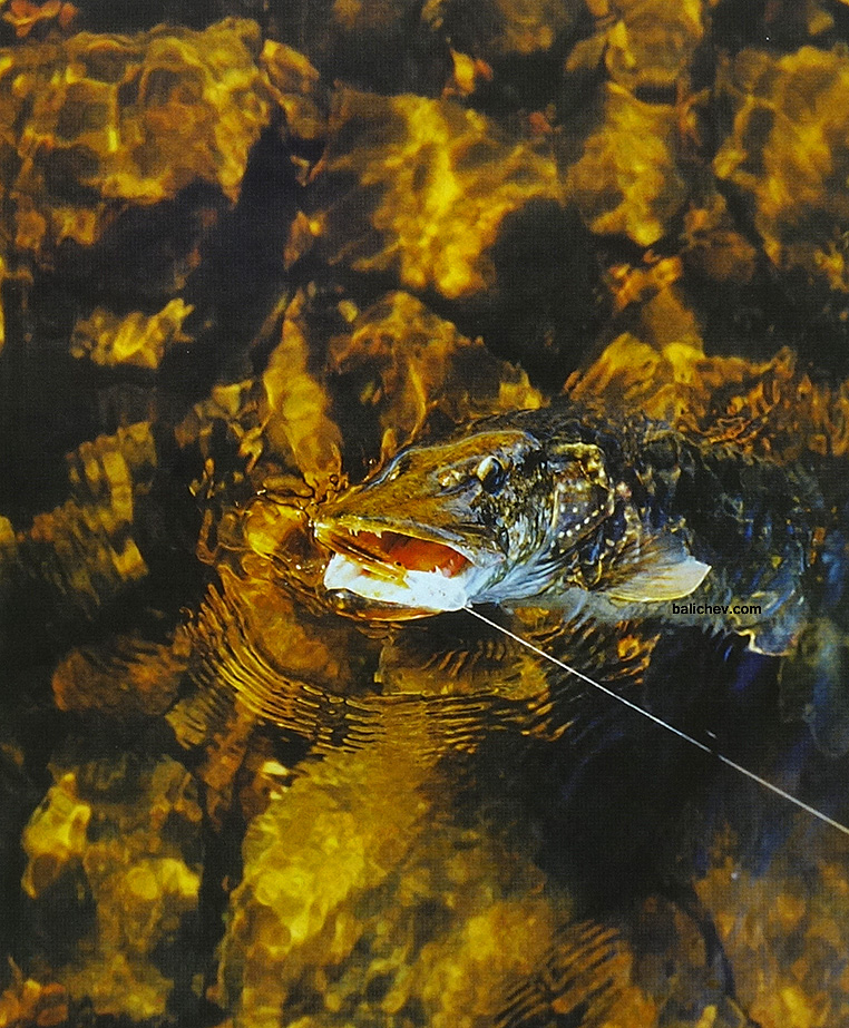 щука на воблер