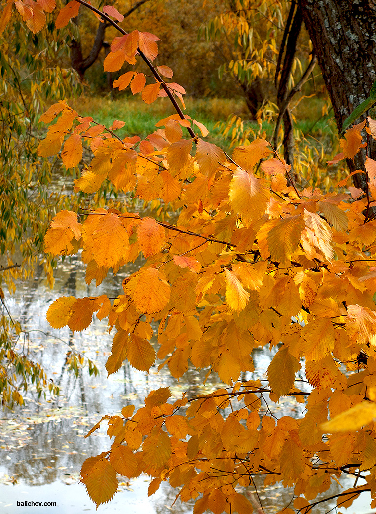 осенняя рыбалка на реке
