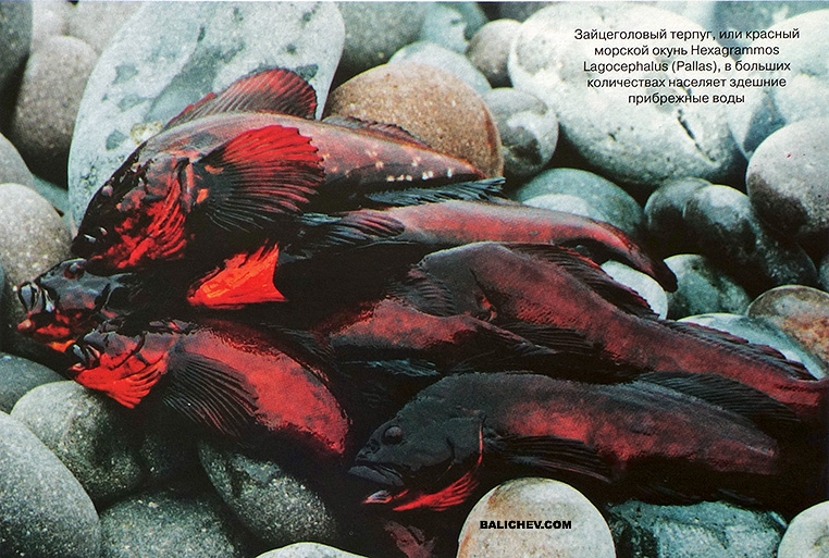 ловля терпуга на курилах