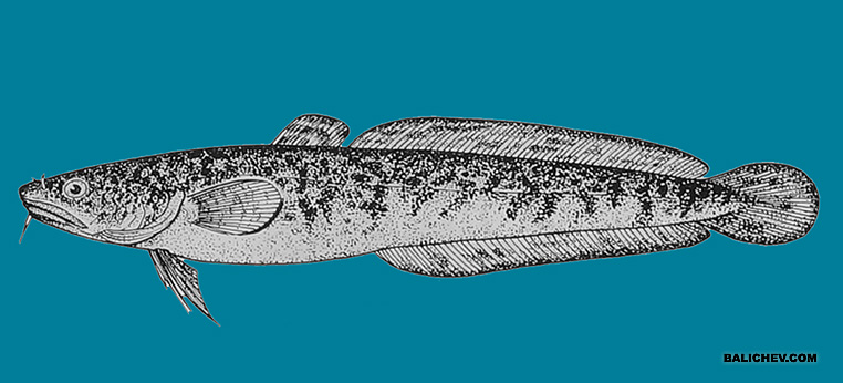 ловля налима осенью