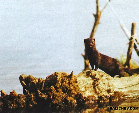 норка у реки