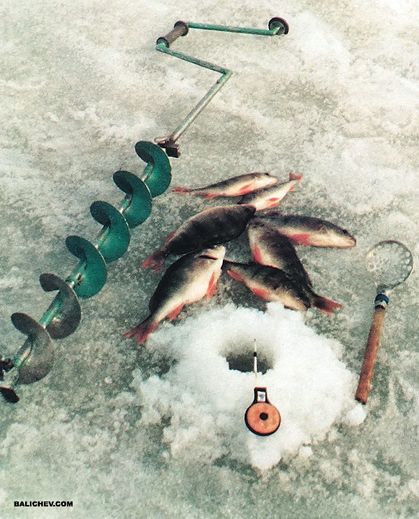 ловля окуня на безнасадку