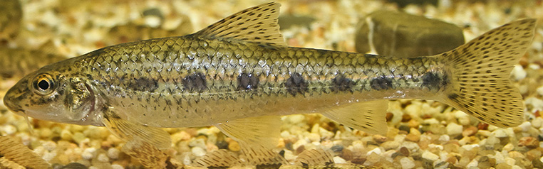 пескарь на дне