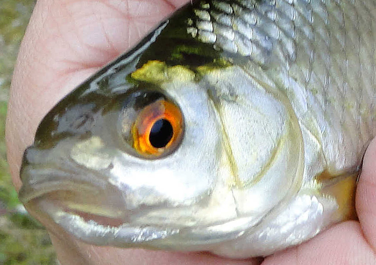 ловля на зелень