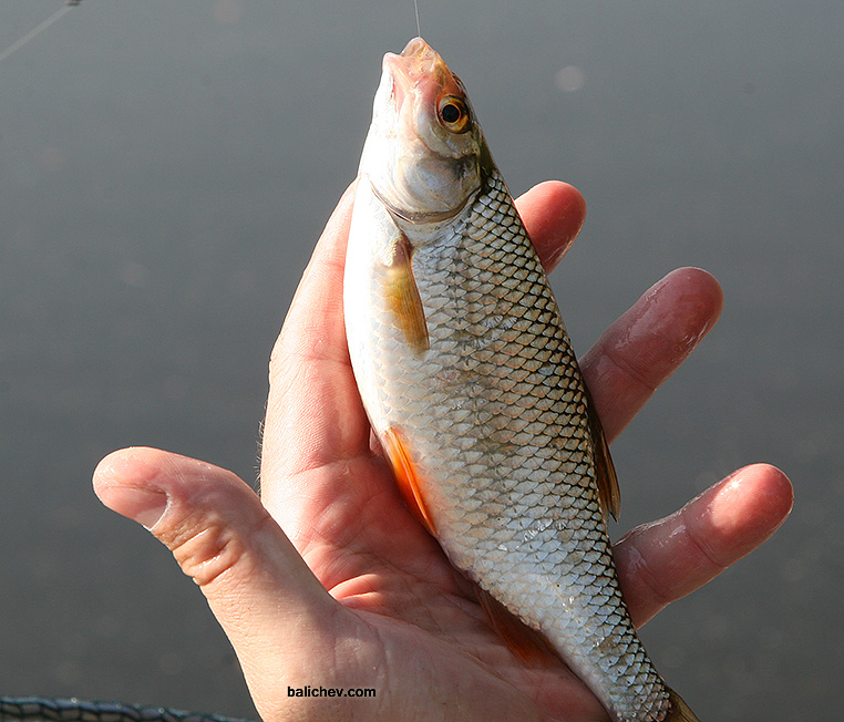 ловля плотвы