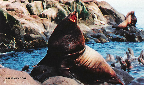 тюлени на курилах