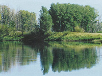 ловля на дубне