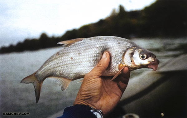 ловля рыбца на юге россии
