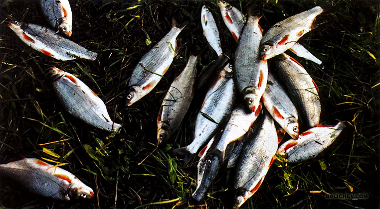 как поймать рыбца