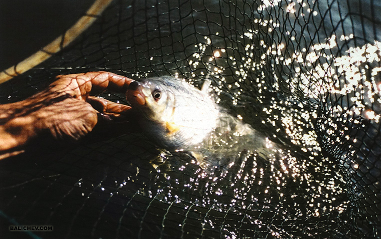 ловля рыбца