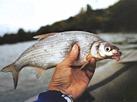 ловля рыбца